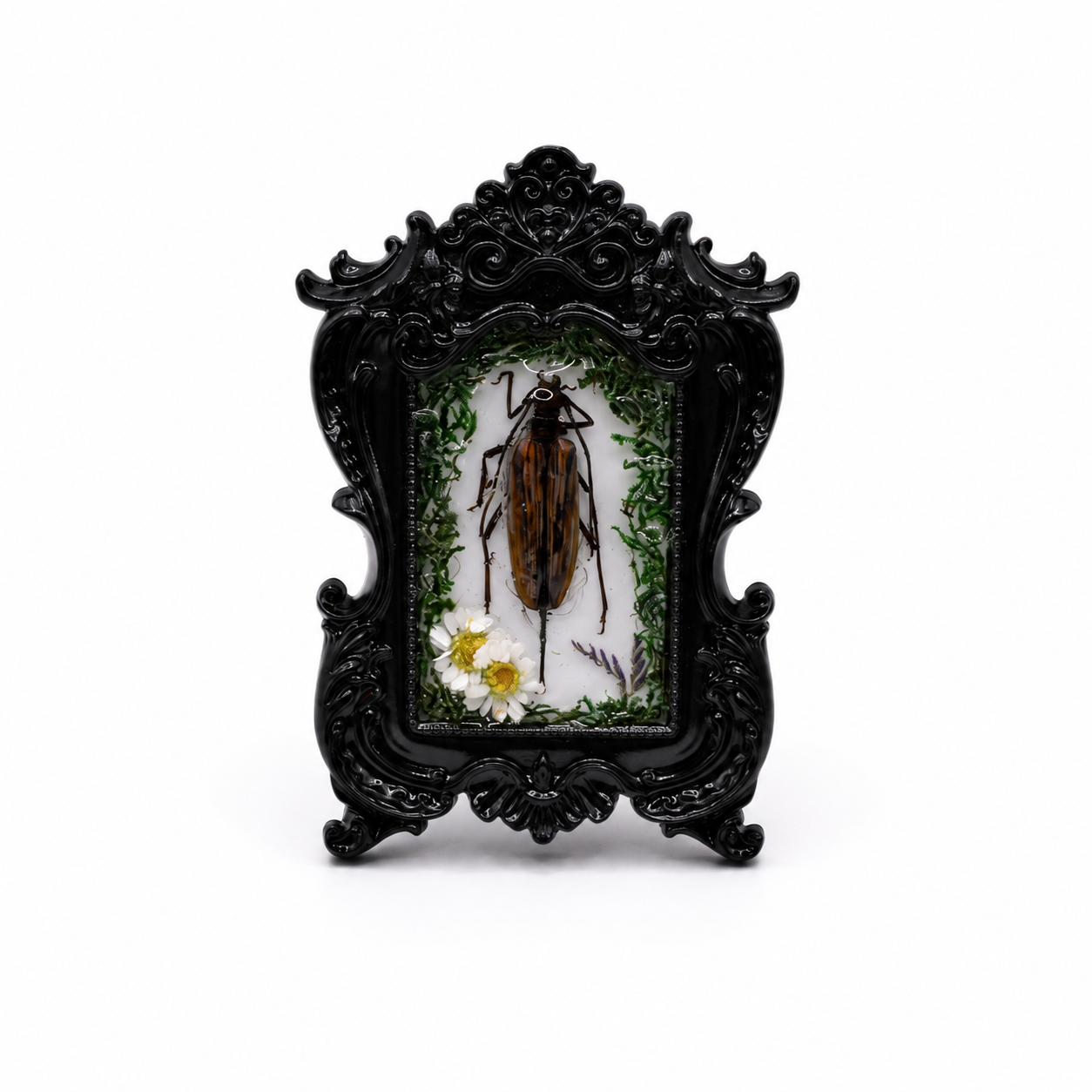 Preserved Longhorn Beetle Reliquary Frame