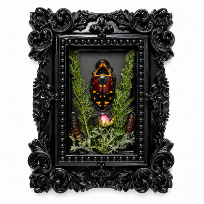 Preserved Harlequin Flower Beetle