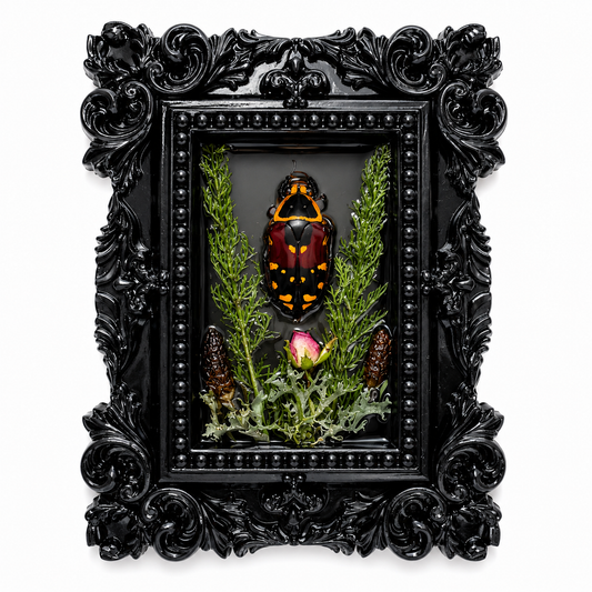 Preserved Harlequin Flower Beetle