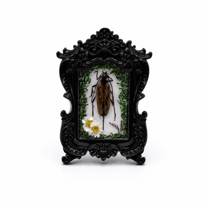 Preserved Longhorn Beetle Reliquary Frame