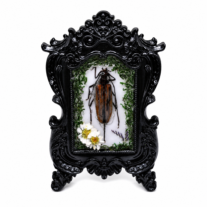 Preserved Longhorn Beetle Reliquary Frame