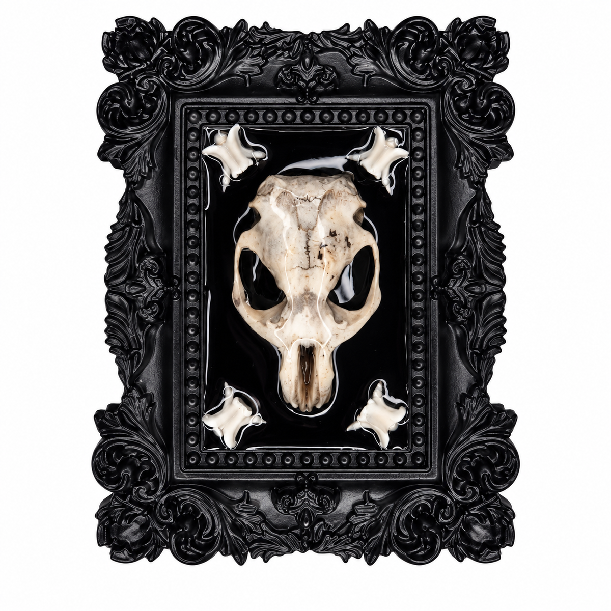 Preserved Rat Skull & Snake vertebrae