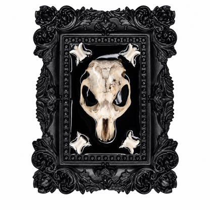 Preserved Rat Skull & Snake vertebrae