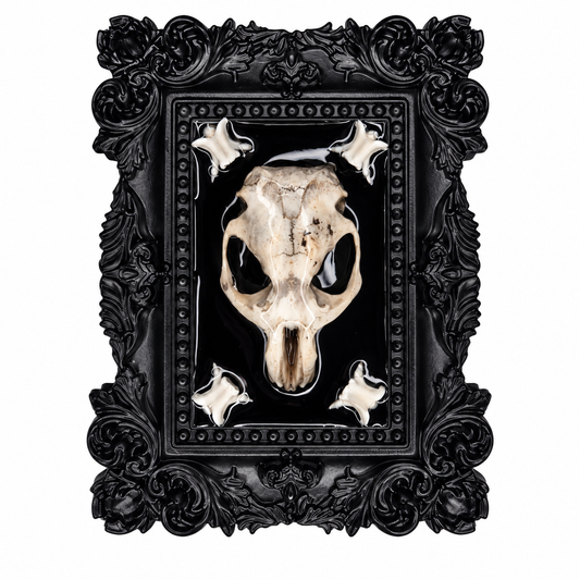Preserved Rat Skull & Snake vertebrae
