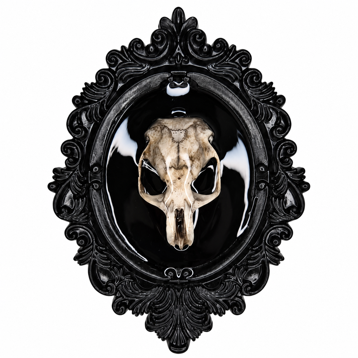 Preserved Rat Skull