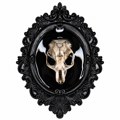 Preserved Rat Skull