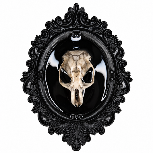 Preserved Rat Skull