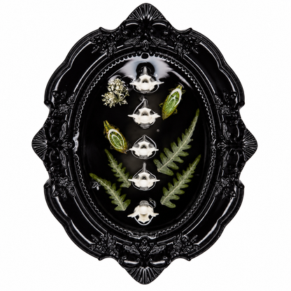 Preserved Beetles, Botanicals & Snake vertebrae