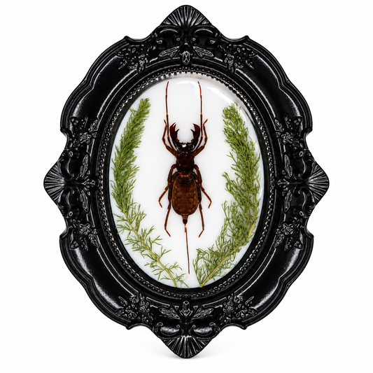 Preserved Whip Scorpion & Botanicals