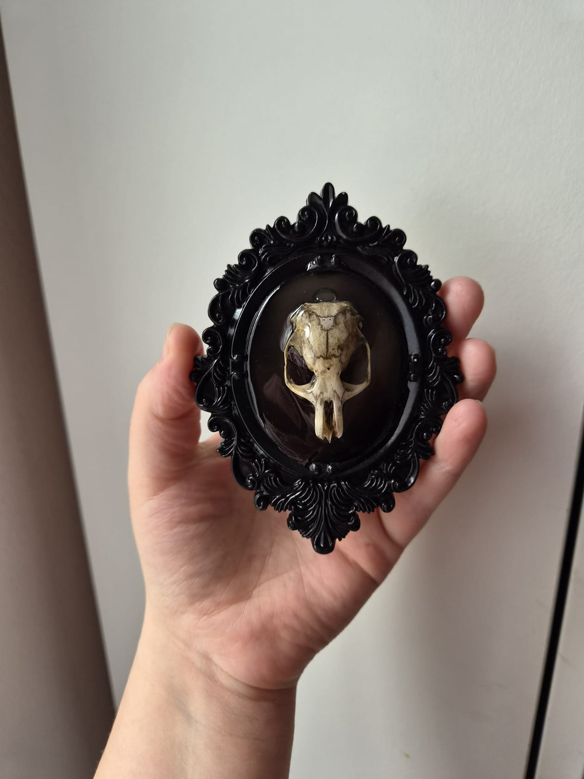 Preserved Rat Skull