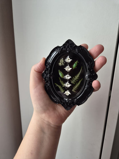Preserved Beetles, Botanicals & Snake vertebrae