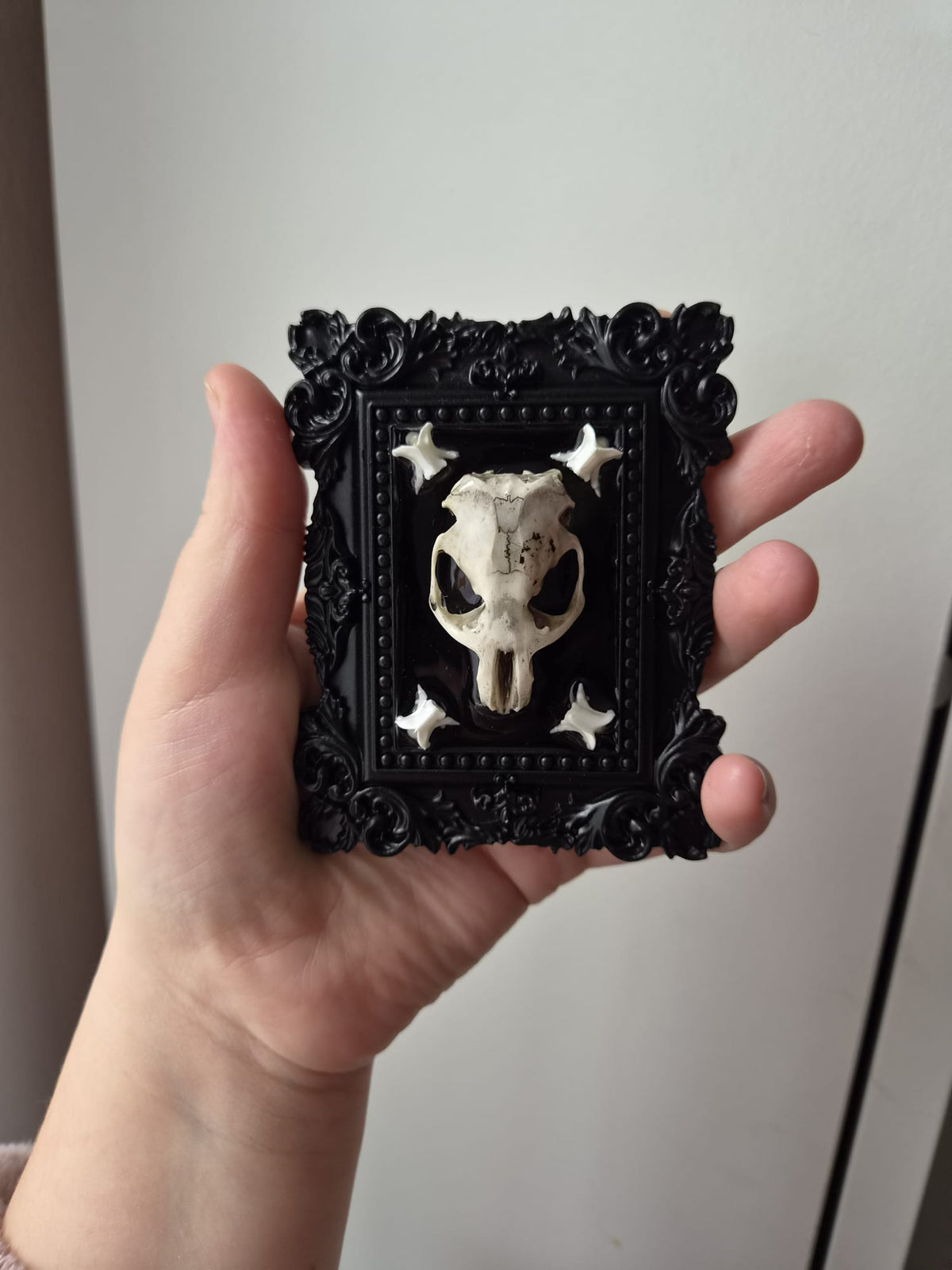 Preserved Rat Skull & Snake vertebrae