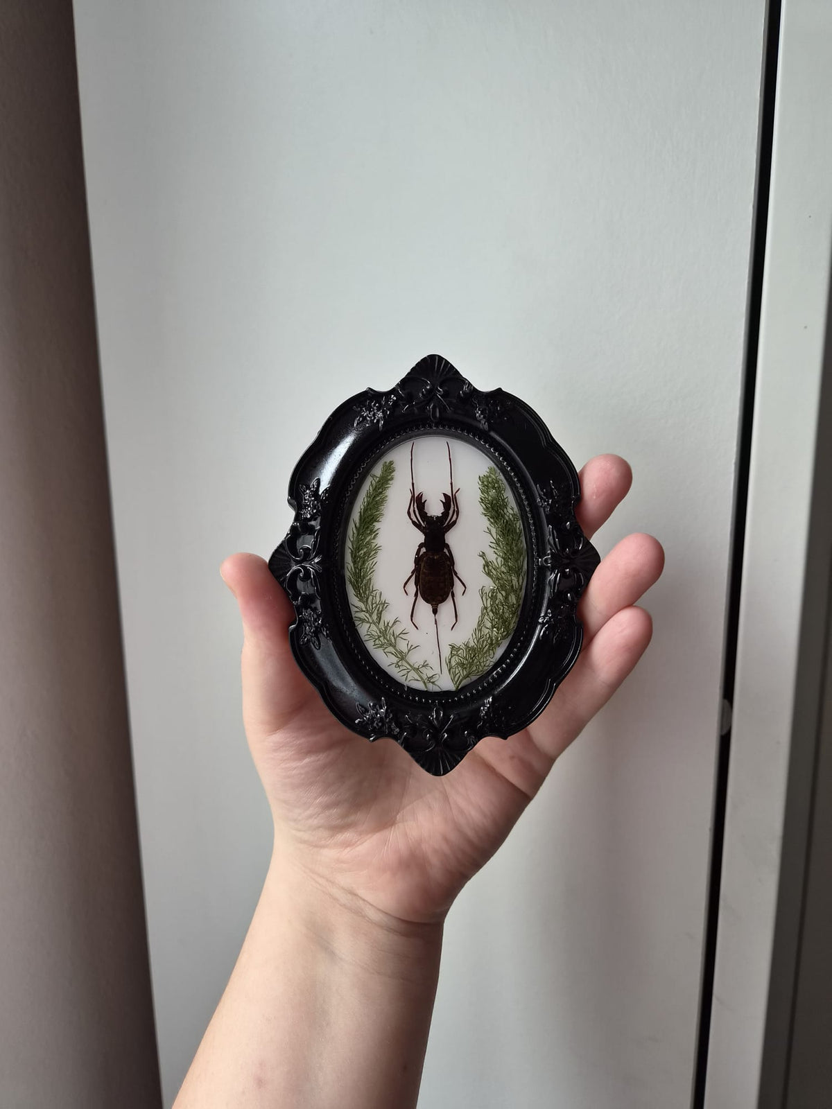Preserved Whip Scorpion & Botanicals