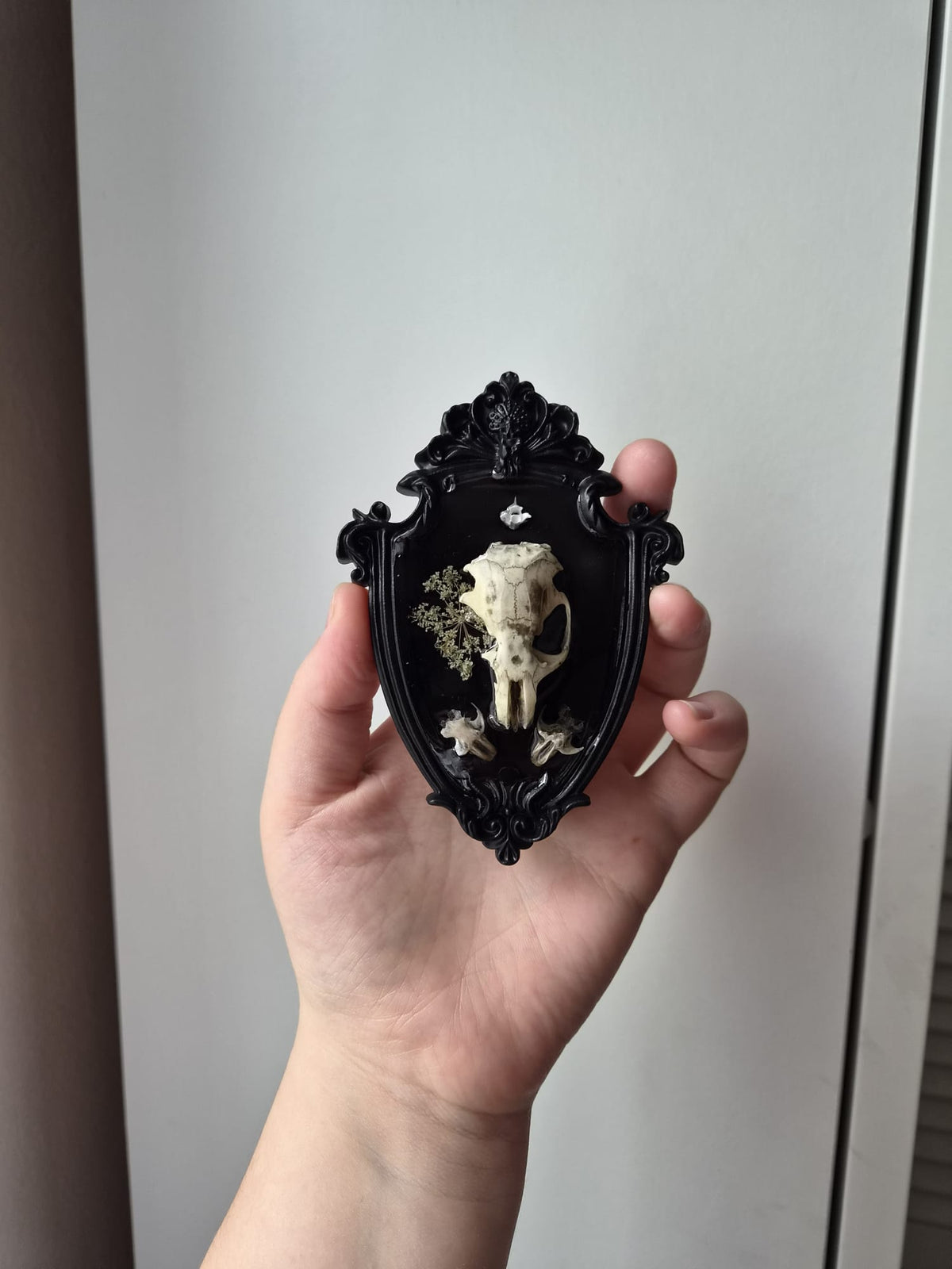 Preserved Flower, Rat and Vole Skulls & Snake vertebra