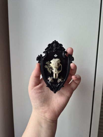 Preserved Flower, Rat and Vole Skulls & Snake vertebra
