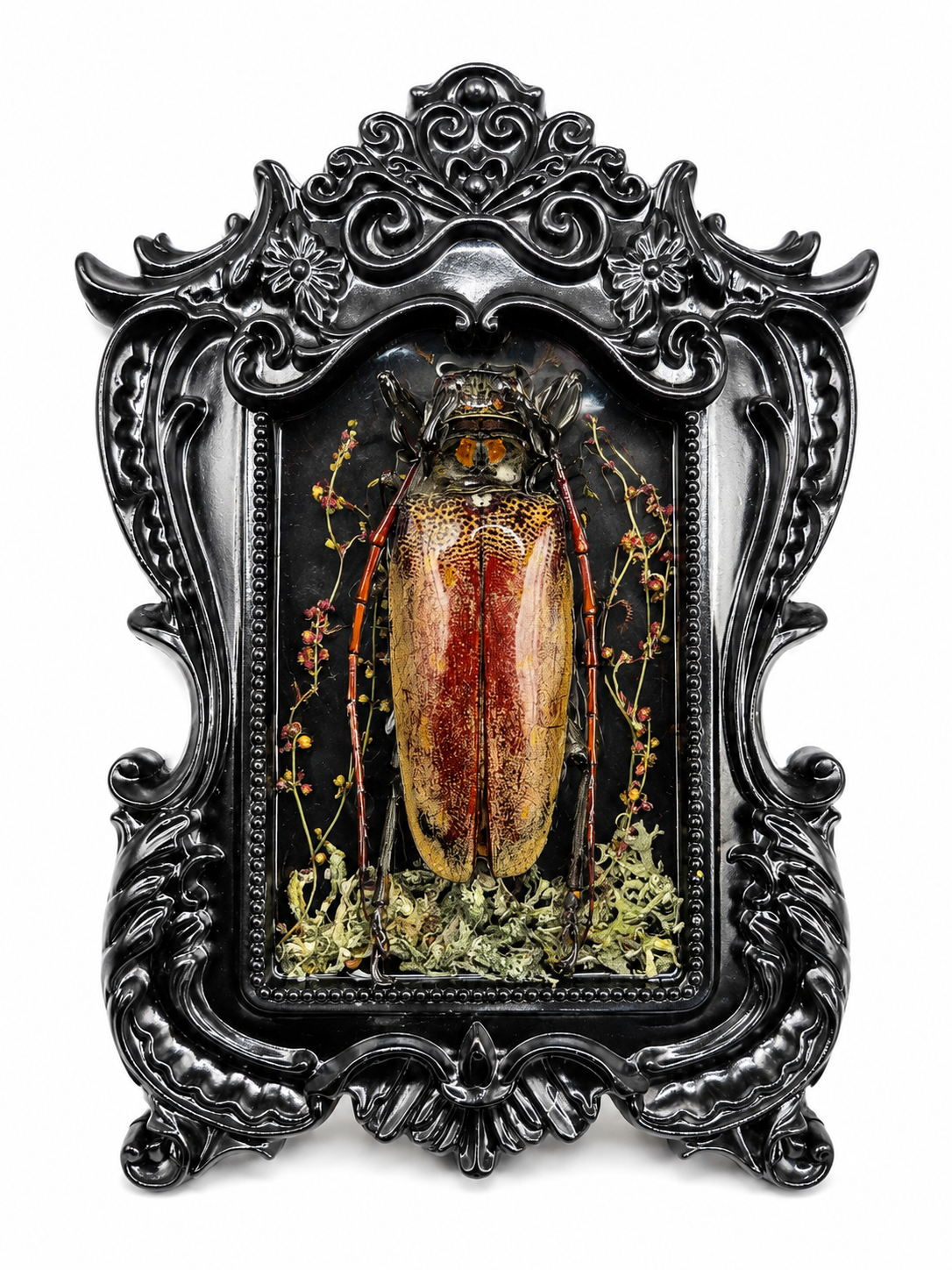 Preserved Longhorn Beetle