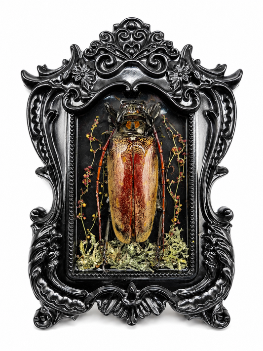 Preserved Longhorn Beetle